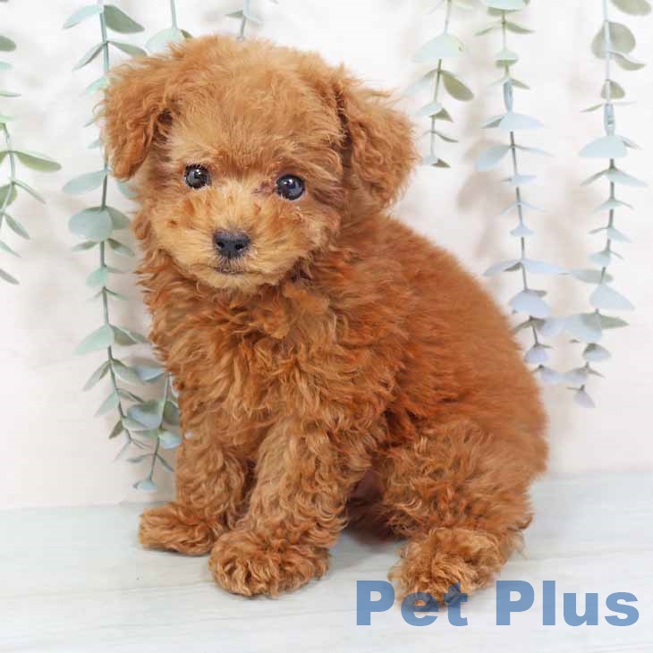 大阪府のトイプードル(トイ) (ペットプラス ららぽーと和泉店/2025年10月12日生まれ/男の子/レッドフォーン)の子犬の2枚目の画像