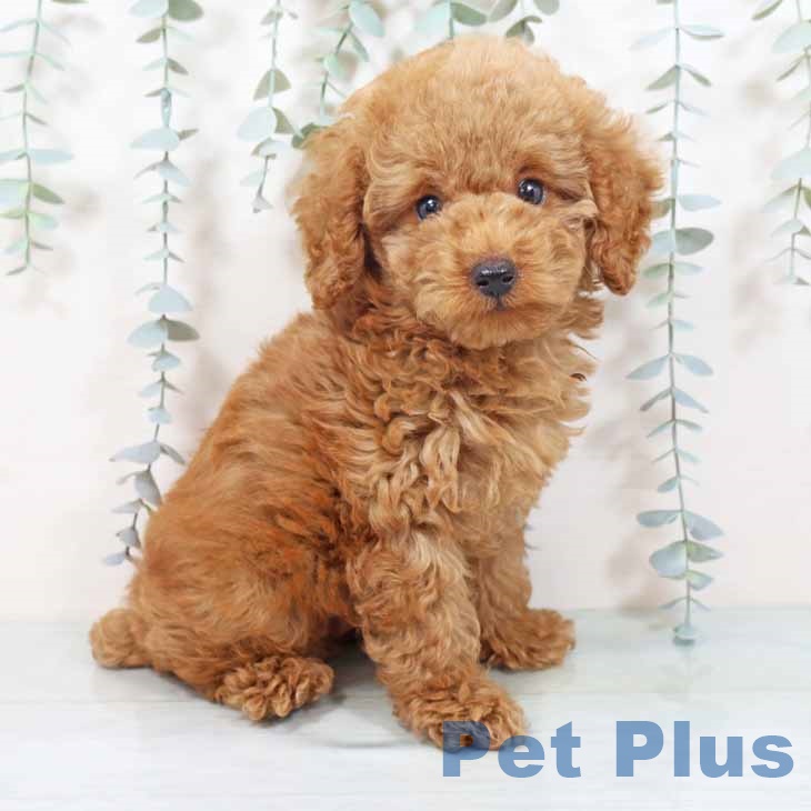 大阪府のトイプードル(トイ) (ペットプラス イオン大日店/2025年10月14日生まれ/男の子/レッドフォーン)の子犬の2枚目の画像