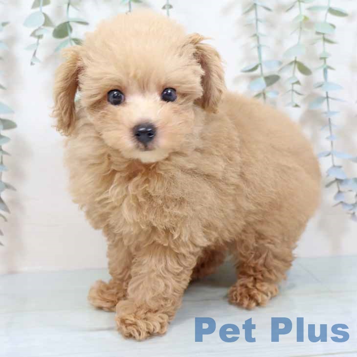 大阪府のトイプードル(トイ) (ペットプラス 大阪ドームシティ店/2025年10月16日生まれ/男の子/オレンジフォーン)の子犬の1枚目の画像