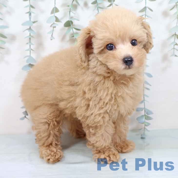 大阪府のトイプードル(トイ) (ペットプラス 大阪ドームシティ店/2025年10月16日生まれ/男の子/オレンジフォーン)の子犬の2枚目の画像
