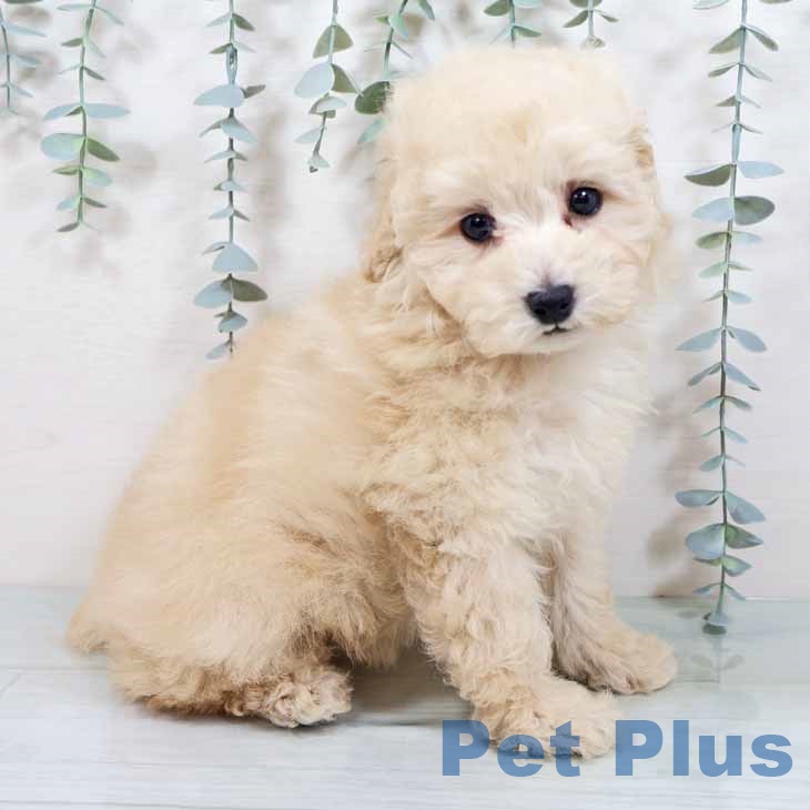 大阪府のトイプードル(トイ) (ペットプラス りんくう泉南店/2025年10月20日生まれ/女の子/ペールフォーン)の子犬