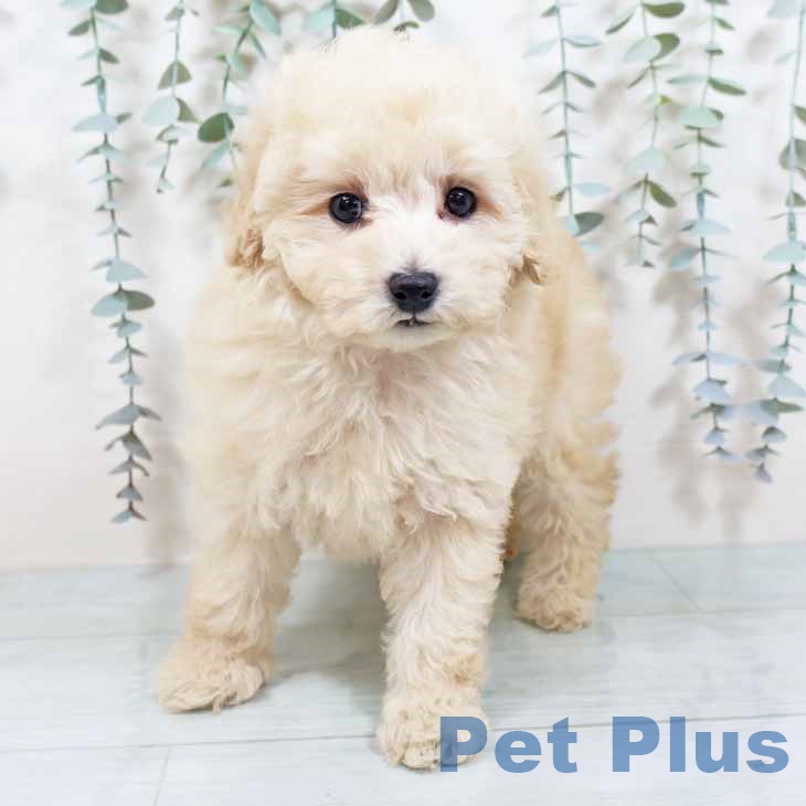 大阪府のトイプードル(トイ) (ペットプラス りんくう泉南店/2025年10月20日生まれ/女の子/ペールフォーン)の子犬の2枚目の画像