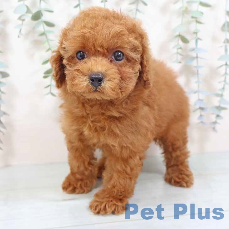 京都府のトイプードル(トイ) (ペットプラス イオンモールKYOTO店/2025年10月22日生まれ/女の子/レッドフォーン)の子犬の1枚目の画像