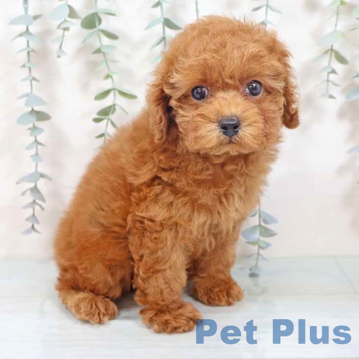 京都府のトイプードル(トイ) (ペットプラス イオンモールKYOTO店/2025年10月22日生まれ/女の子/レッドフォーン)の子犬の2枚目の画像