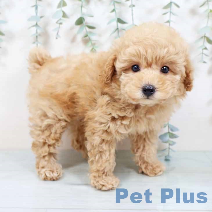 大阪府のトイプードル(トイ) (ペットプラス 鶴見店/2025年10月21日生まれ/男の子/ペールフォーン)の子犬の1枚目の画像