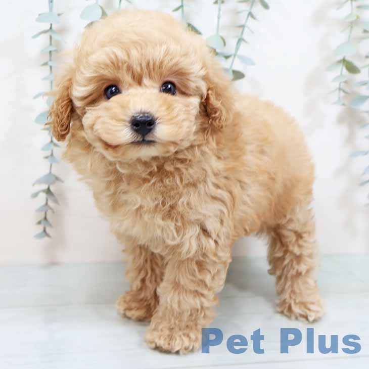 大阪府のトイプードル(トイ) (ペットプラス 鶴見店/2025年10月21日生まれ/男の子/ペールフォーン)の子犬の2枚目の画像