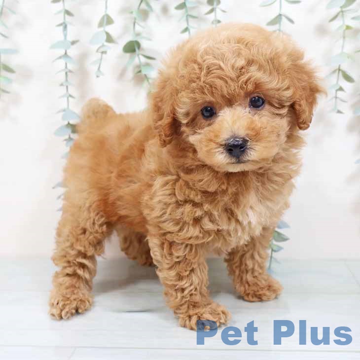 兵庫県のトイプードル(トイ) (ペットプラス 神戸三宮店/2025年10月21日生まれ/男の子/オレンジフォーン)の子犬の1枚目の画像
