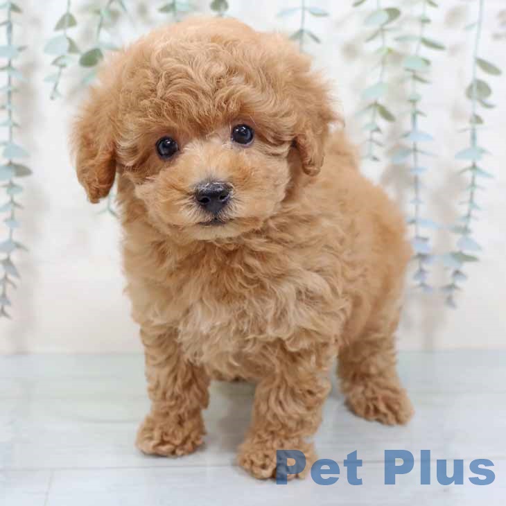 兵庫県のトイプードル(トイ) (ペットプラス 神戸三宮店/2025年10月21日生まれ/男の子/オレンジフォーン)の子犬の2枚目の画像