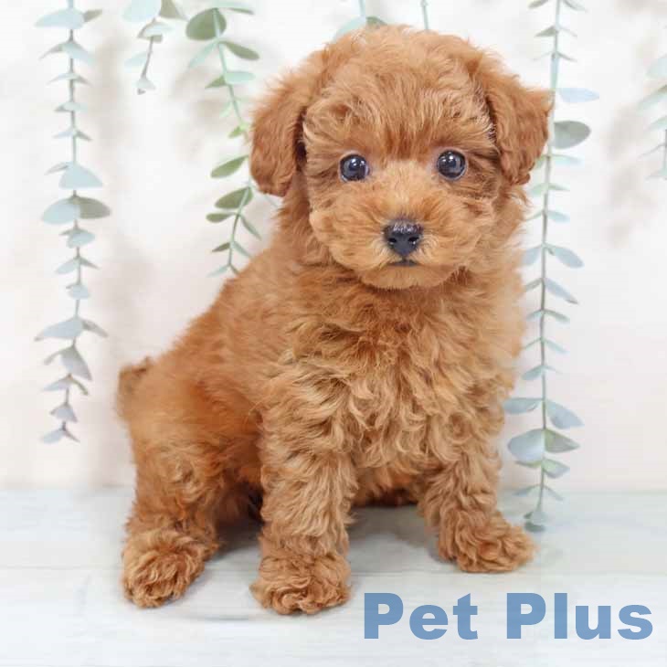 大阪府のトイプードル(トイ) (ペットプラス イオン大日店/2025年10月21日生まれ/女の子/オレンジフォーン)の子犬の1枚目の画像
