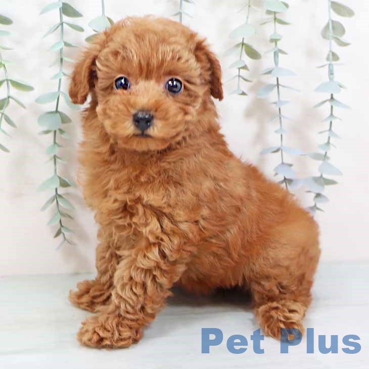 大阪府のトイプードル(トイ) (ペットプラス イオン大日店/2025年10月21日生まれ/女の子/オレンジフォーン)の子犬の2枚目の画像