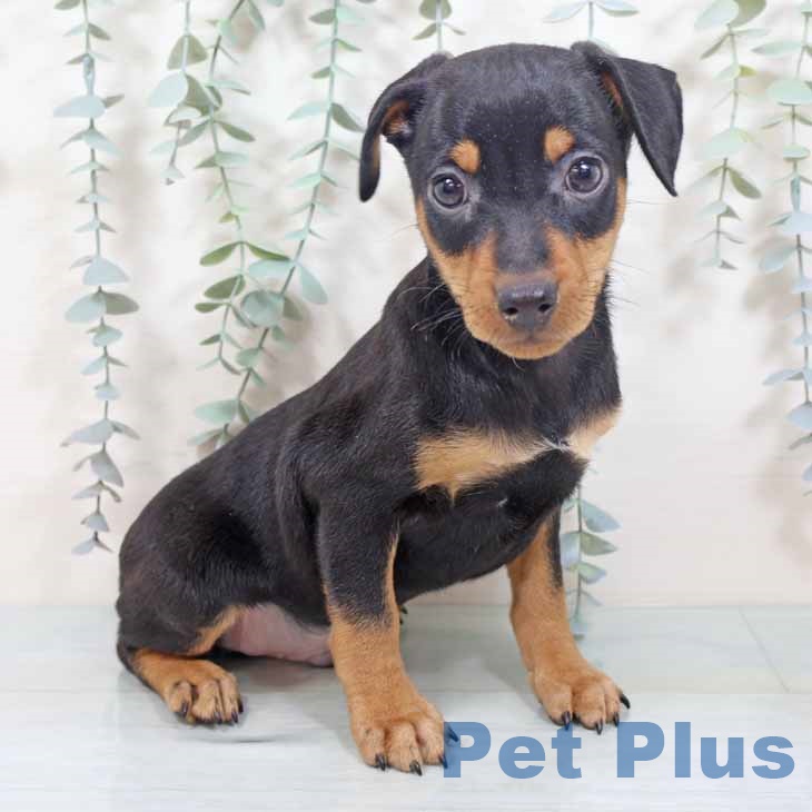 大阪府のミニチュアピンシャー (ペットプラス 四條畷店/2025年10月21日生まれ/男の子/ブラックタン)の子犬の1枚目の画像