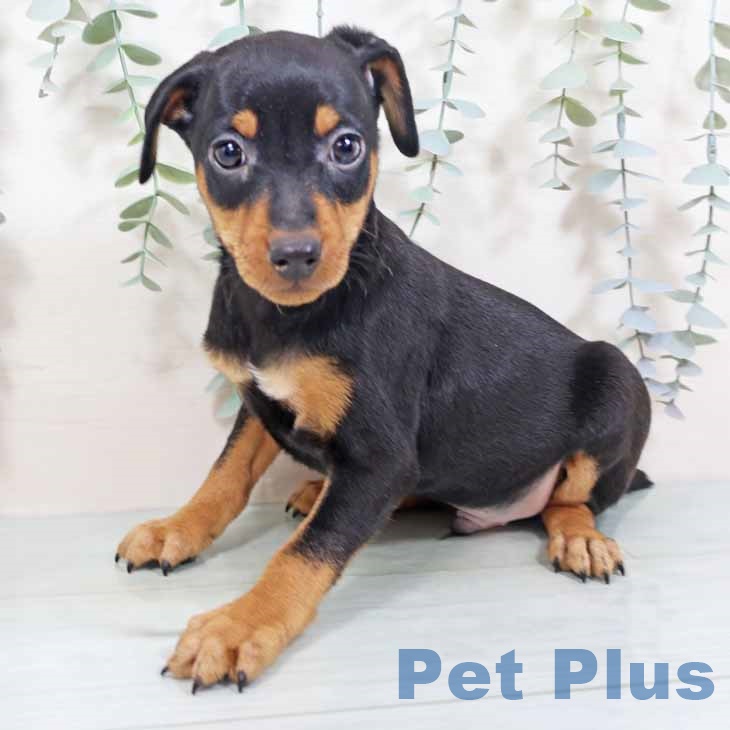 大阪府のミニチュアピンシャー (ペットプラス 四條畷店/2025年10月21日生まれ/男の子/ブラックタン)の子犬の2枚目の画像