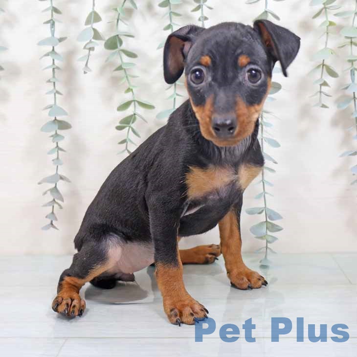 大阪府のミニチュアピンシャー (ペットプラス イオン大日店/2025年10月21日生まれ/女の子/ブラックタン)の子犬の1枚目の画像