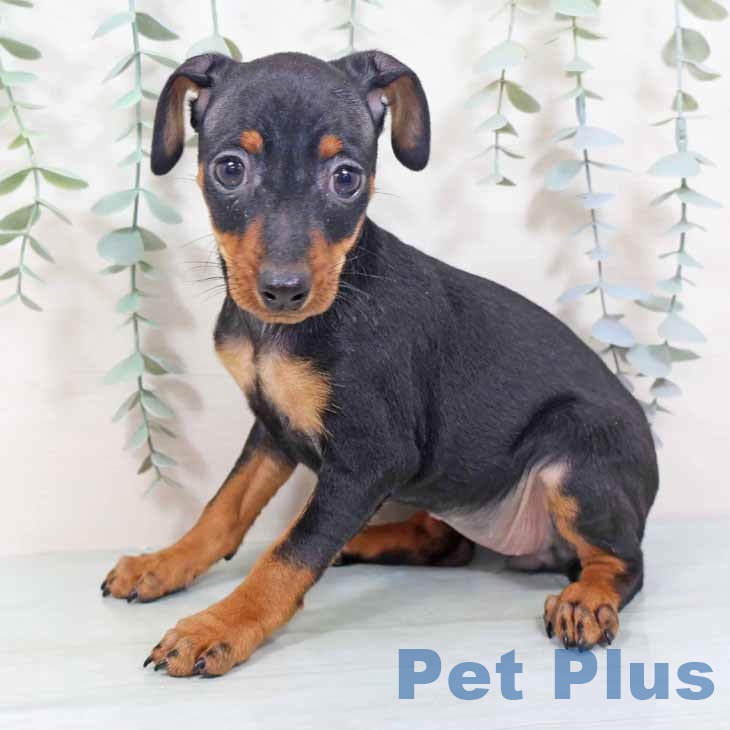 大阪府のミニチュアピンシャー (ペットプラス イオン大日店/2025年10月21日生まれ/女の子/ブラックタン)の子犬の2枚目の画像