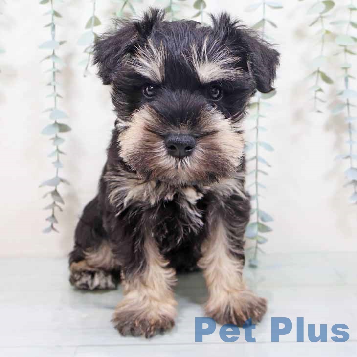 奈良県のミニチュアシュナウザー (ペットプラス 大和郡山店/2025年10月22日生まれ/男の子/ブラックシルバー)の子犬の1枚目の画像