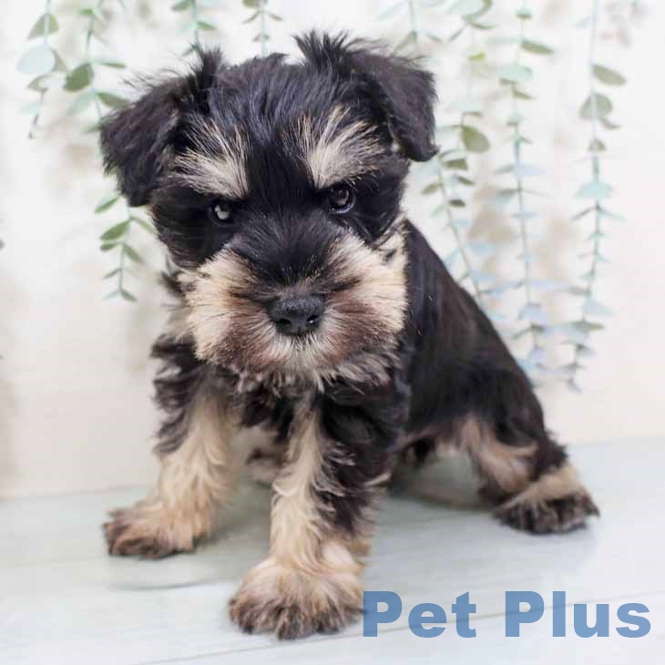 奈良県のミニチュアシュナウザー (ペットプラス 大和郡山店/2025年10月22日生まれ/男の子/ブラックシルバー)の子犬の2枚目の画像