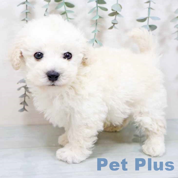 奈良県のトイプードル(トイ) (ペットプラス 大和郡山店/2025年10月22日生まれ/男の子/ホワイト)の子犬の1枚目の画像