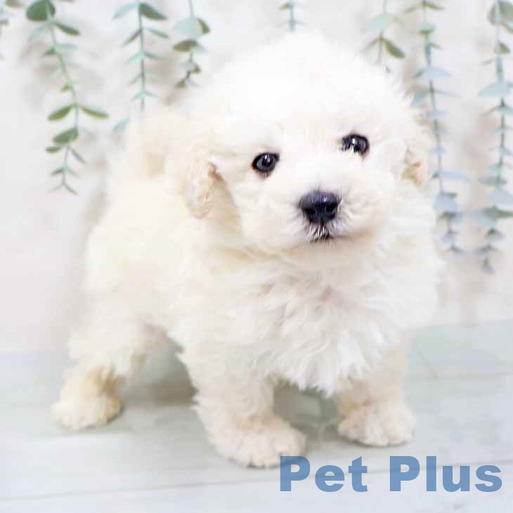 奈良県のトイプードル(トイ) (ペットプラス 大和郡山店/2025年10月22日生まれ/男の子/ホワイト)の子犬の2枚目の画像