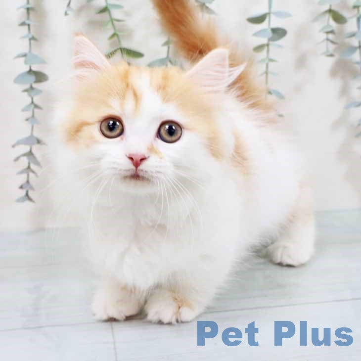 大阪府のミヌエット (ペットプラス イオン大日店/2025年10月8日生まれ/女の子/レッドタビーホワイト)の子猫の1枚目の画像