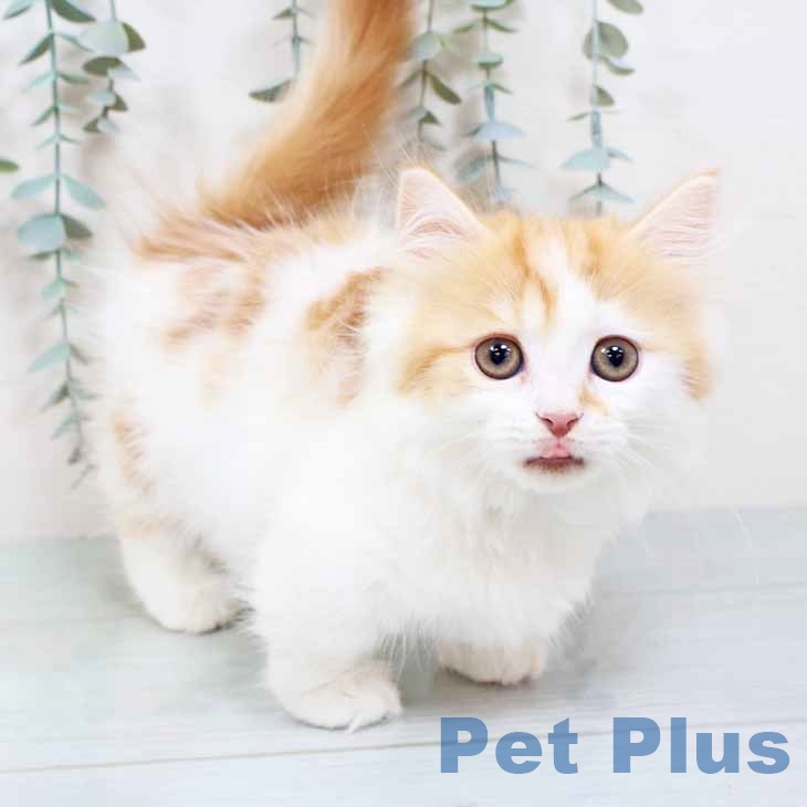 大阪府のミヌエット (ペットプラス イオン大日店/2025年10月8日生まれ/女の子/レッドタビーホワイト)の子猫の2枚目の画像