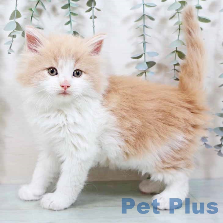 京都府のノルウェージャンフォレストキャット (ペットプラス 京都桂川店/2025年10月23日生まれ/男の子/クリームホワイト)の子猫の1枚目の画像