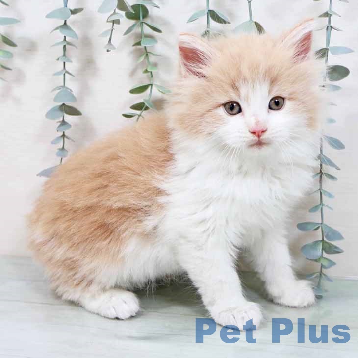 京都府のノルウェージャンフォレストキャット (ペットプラス 京都桂川店/2025年10月23日生まれ/男の子/クリームホワイト)の子猫の2枚目の画像