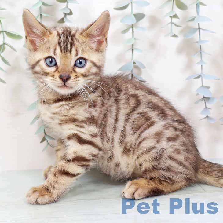 兵庫県のベンガル (ペットプラス 神戸三宮店/2025年10月23日生まれ/男の子/ブラウンスポットタビー)の子猫の1枚目の画像