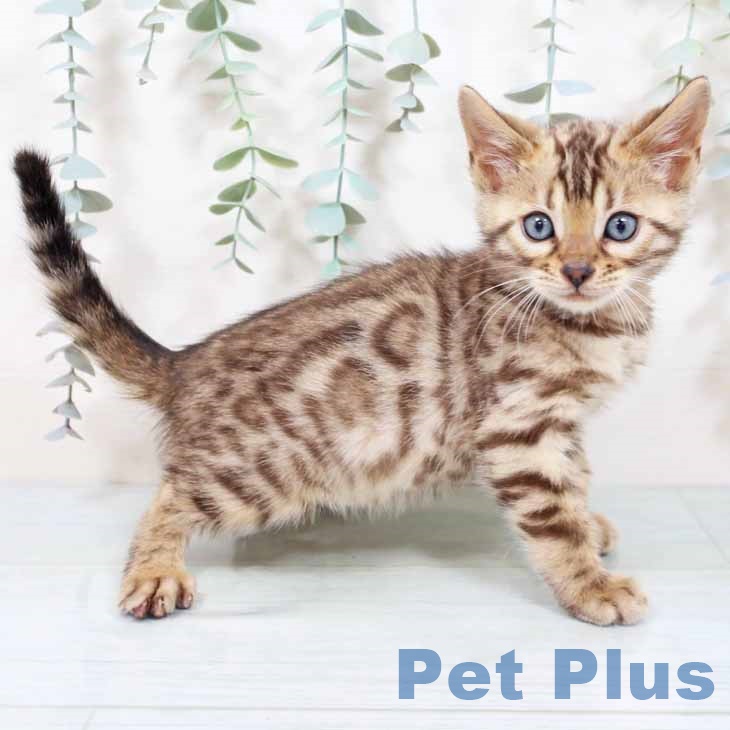 兵庫県のベンガル (ペットプラス 神戸三宮店/2025年10月23日生まれ/男の子/ブラウンスポットタビー)の子猫の2枚目の画像