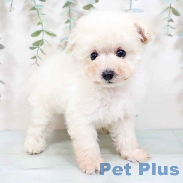 兵庫県のトイプードル(トイ) (ペットプラス 神戸三宮店/2025年10月23日生まれ/男の子/ホワイト)の子犬の1枚目の画像