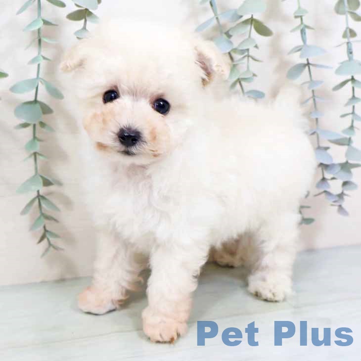 兵庫県のトイプードル(トイ) (ペットプラス 神戸三宮店/2025年10月23日生まれ/男の子/ホワイト)の子犬の2枚目の画像