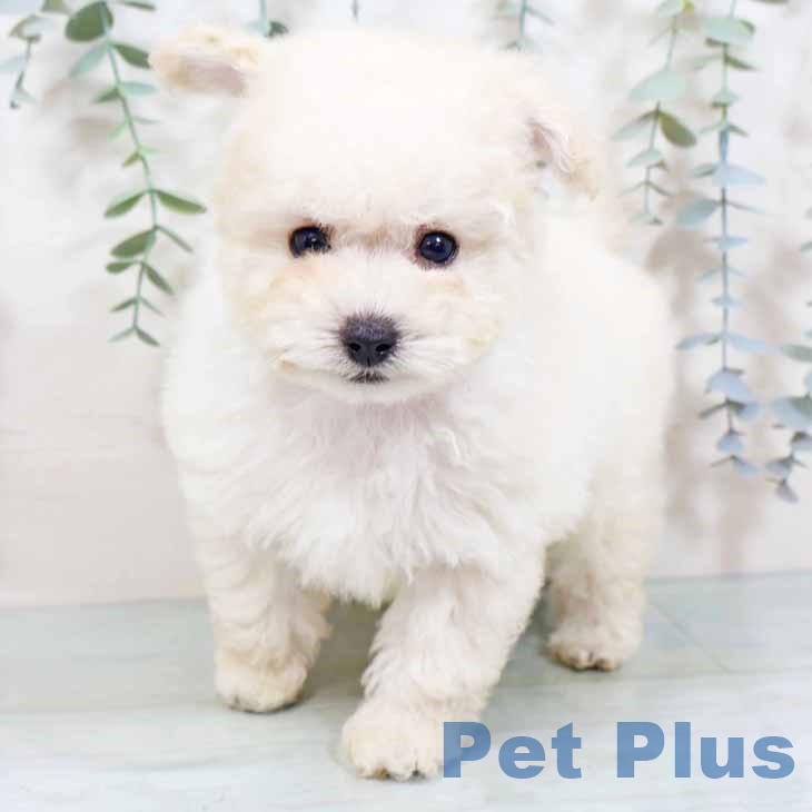 トイ・プードル