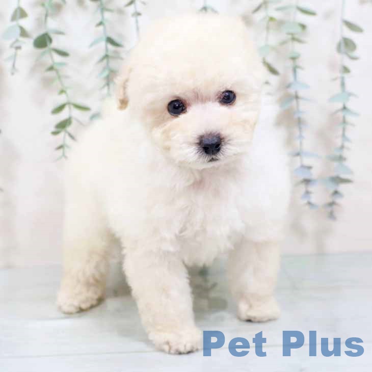 トイ・プードル