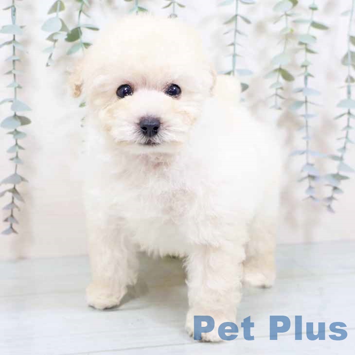 トイ・プードルの写真2