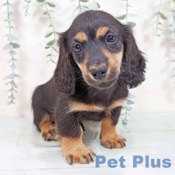 京都府のミニチュアダックスフンド(ロング) (ペットプラス 京都桂川店/2025年10月20日生まれ/男の子/ブラックタン)の子犬の1枚目の画像