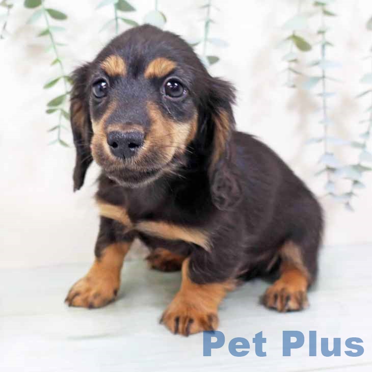 京都府のミニチュアダックスフンド(ロング) (ペットプラス 京都桂川店/2025年10月20日生まれ/男の子/ブラックタン)の子犬の2枚目の画像