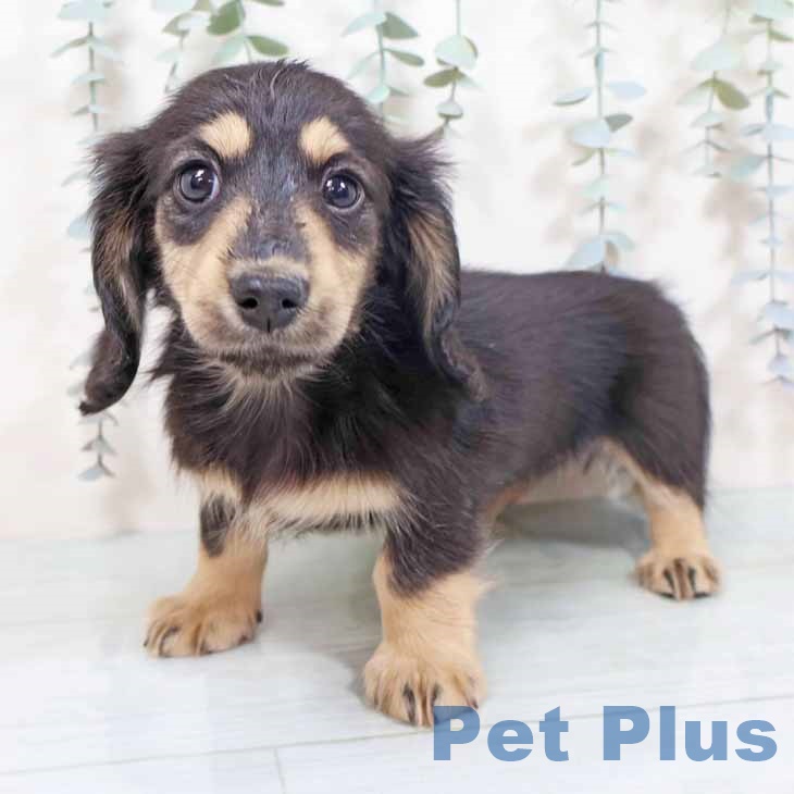 奈良県のミニチュアダックスフンド(ロング) (ペットプラス 大和郡山店/2025年10月20日生まれ/女の子/ブラックイエロー)の子犬の1枚目の画像