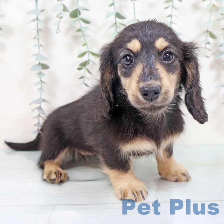 奈良県のミニチュアダックスフンド(ロング) (ペットプラス 大和郡山店/2025年10月20日生まれ/女の子/ブラックイエロー)の子犬の2枚目の画像