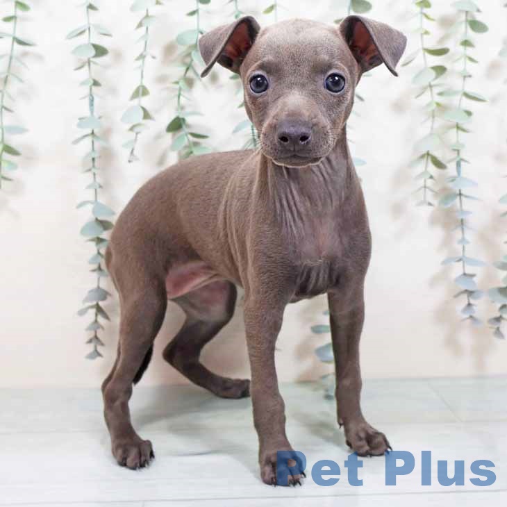 大阪府のイタリアングレーハウンド (ペットプラス 大阪ドームシティ店/2025年10月18日生まれ/女の子/ブルーホワイト)の子犬の1枚目の画像
