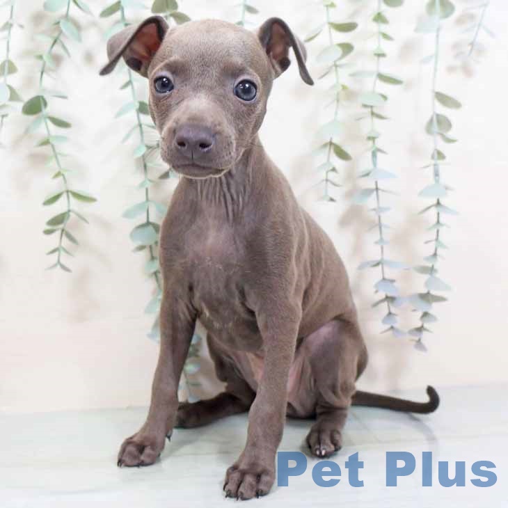 大阪府のイタリアングレーハウンド (ペットプラス 大阪ドームシティ店/2025年10月18日生まれ/女の子/ブルーホワイト)の子犬の2枚目の画像