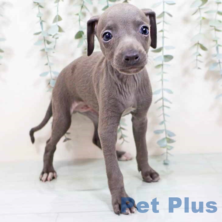 京都府のイタリアングレーハウンド (ペットプラス 京都桂川店/2025年10月18日生まれ/男の子/ブルーホワイト)の子犬の1枚目の画像