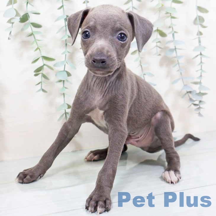 京都府のイタリアングレーハウンド (ペットプラス 京都桂川店/2025年10月18日生まれ/男の子/ブルーホワイト)の子犬の2枚目の画像