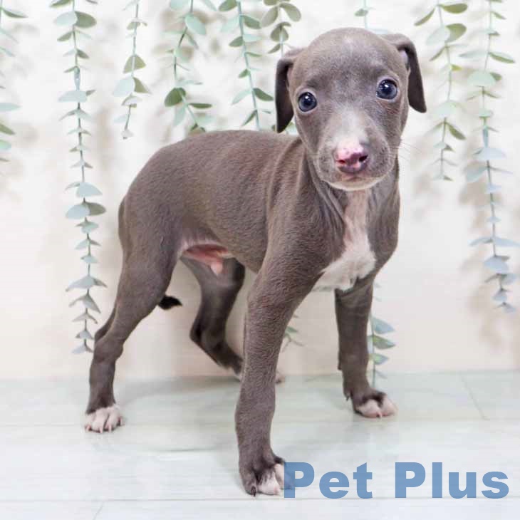 大阪府のイタリアングレーハウンド (ペットプラス りんくう泉南店/2025年10月18日生まれ/男の子/ブルーホワイト)の子犬の1枚目の画像