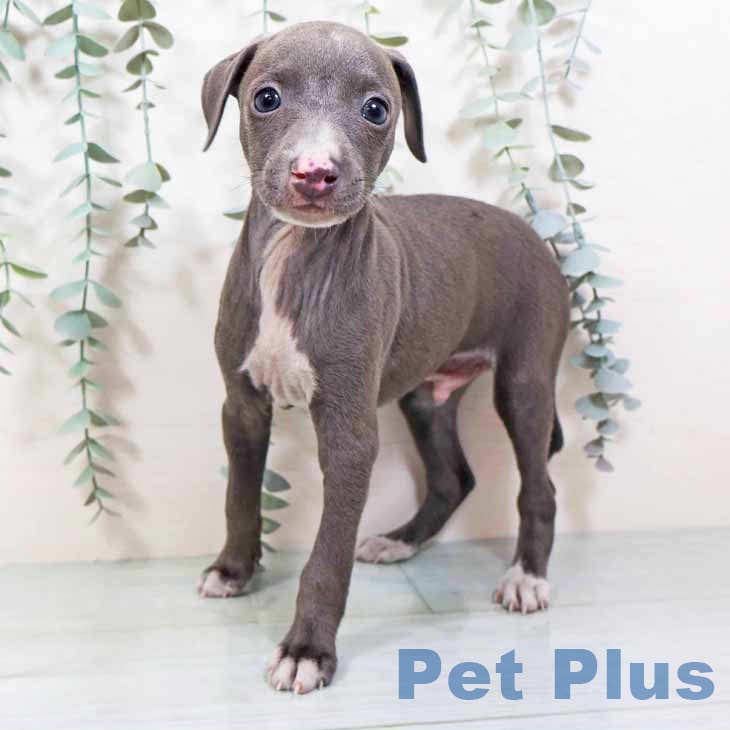 大阪府のイタリアングレーハウンド (ペットプラス りんくう泉南店/2025年10月18日生まれ/男の子/ブルーホワイト)の子犬の2枚目の画像
