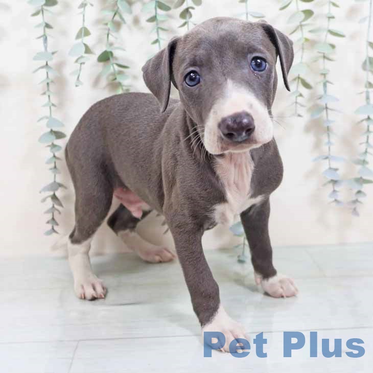大阪府のイタリアングレーハウンド (ペットプラス 松原店/2025年10月20日生まれ/男の子/ブルーホワイト)の子犬の1枚目の画像