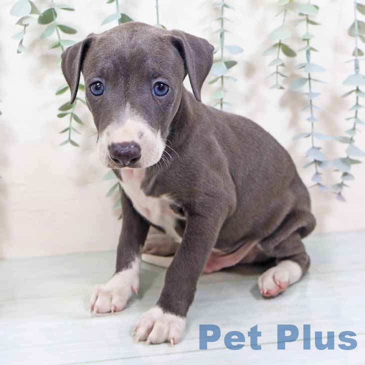 大阪府のイタリアングレーハウンド (ペットプラス 松原店/2025年10月20日生まれ/男の子/ブルーホワイト)の子犬の2枚目の画像
