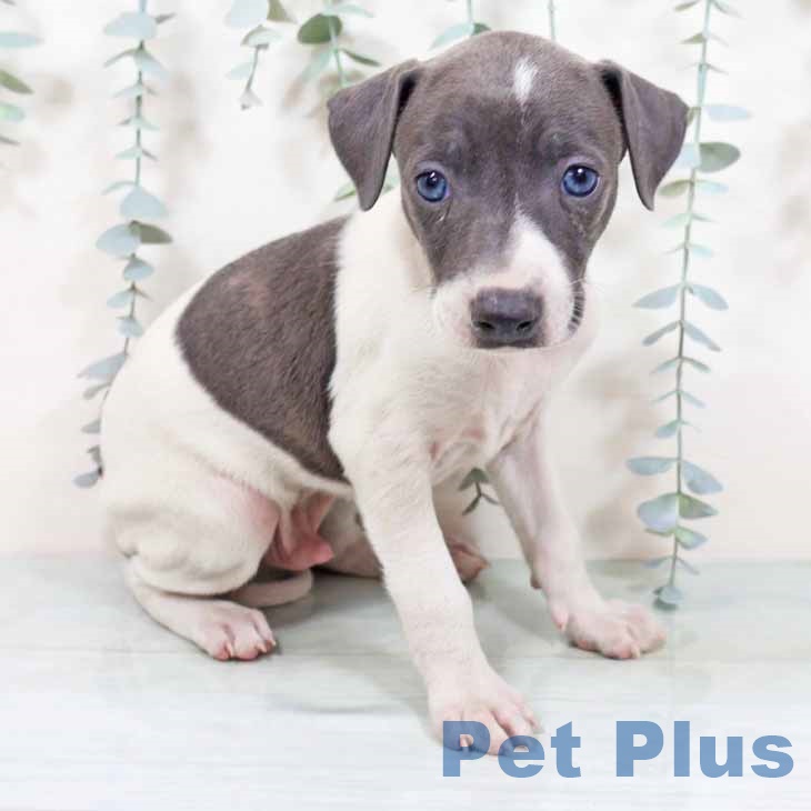 大阪府のイタリアングレーハウンド (ペットプラス ららぽーと和泉店/2025年10月20日生まれ/男の子/ホワイトブルー)の子犬の1枚目の画像