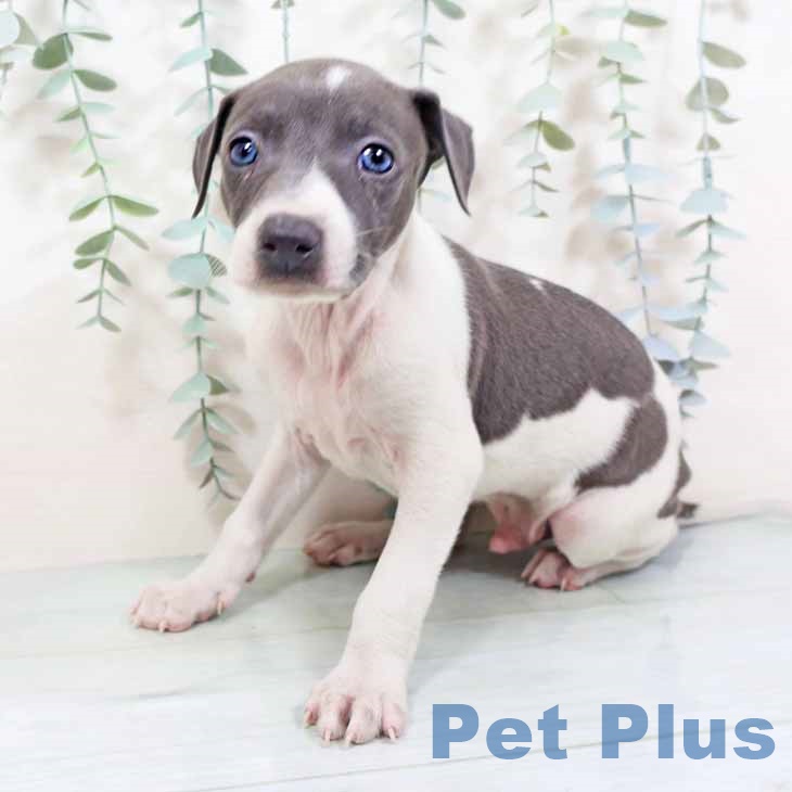 大阪府のイタリアングレーハウンド (ペットプラス ららぽーと和泉店/2025年10月20日生まれ/男の子/ホワイトブルー)の子犬の2枚目の画像
