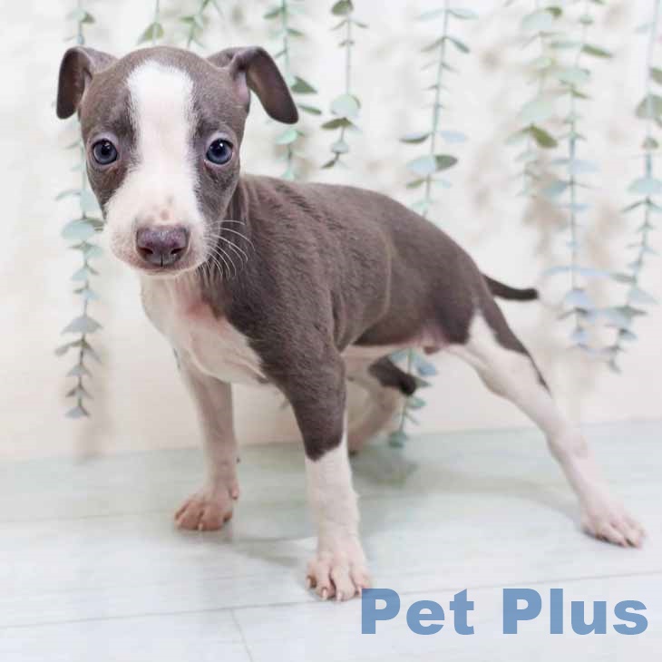 大阪府のイタリアングレーハウンド (ペットプラス イオン大日店/2025年10月16日生まれ/女の子/ブルーホワイト)の子犬の1枚目の画像