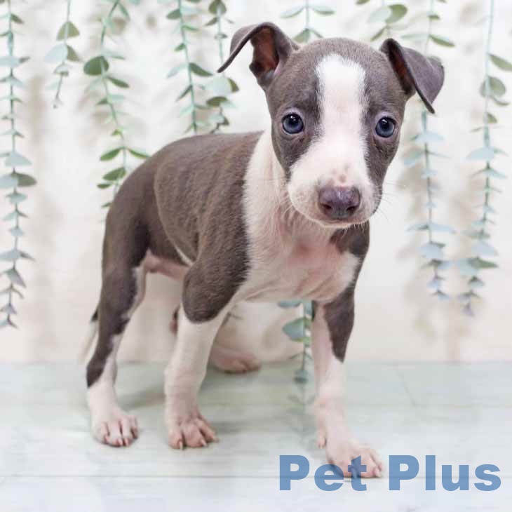 大阪府のイタリアングレーハウンド (ペットプラス イオン大日店/2025年10月16日生まれ/女の子/ブルーホワイト)の子犬の2枚目の画像