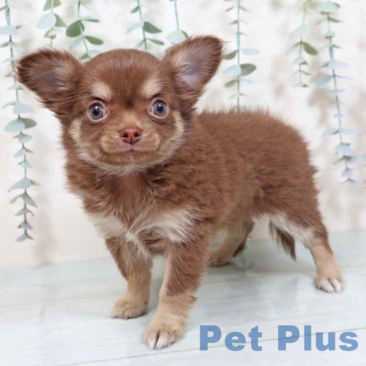 奈良県のチワワ(ロング) (ペットプラス 大和郡山店/2025年10月7日生まれ/女の子/チョコレートクリーム)の子犬の1枚目の画像